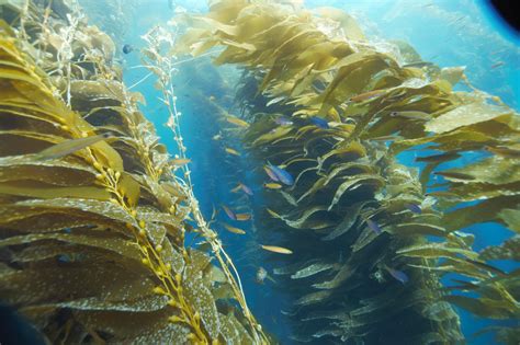Magical Kelp: An Ecological Marvel in Santa Barbara